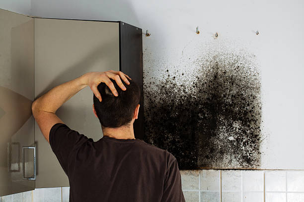 Mold Odor Removal Services in Casselton, ND